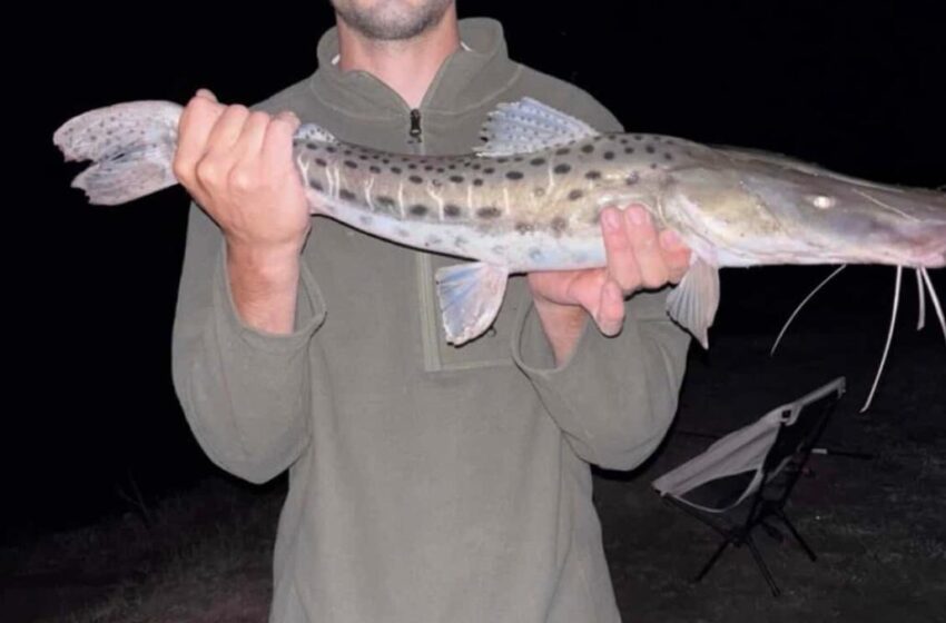 Pesca excepcional de surubíes en el río Areco luego de la crecida