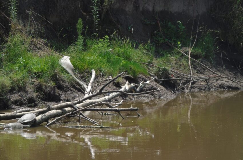  Ramas y troncos en varios sectores del Río