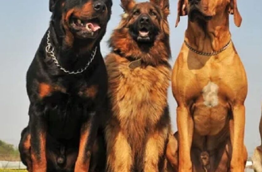  Jornada de castración gratuita para perros y gatos en Villa Lía