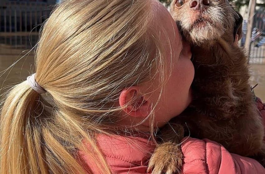  Rescates heroicos de mascotas durante la crecida