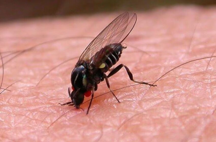  La invasión del barigüí: el visitante más molesto del berano en zonas ribereñas