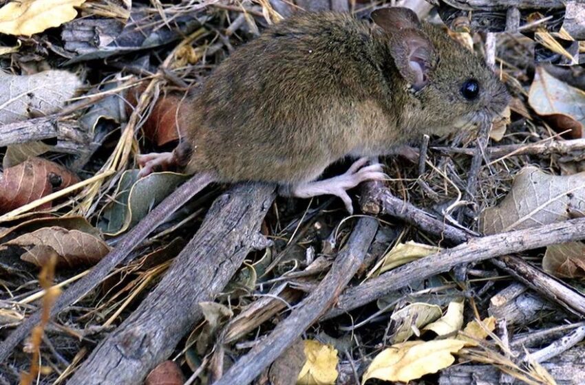  Alerta hantavirus: todo lo que tenés que saber para prevenirlo
