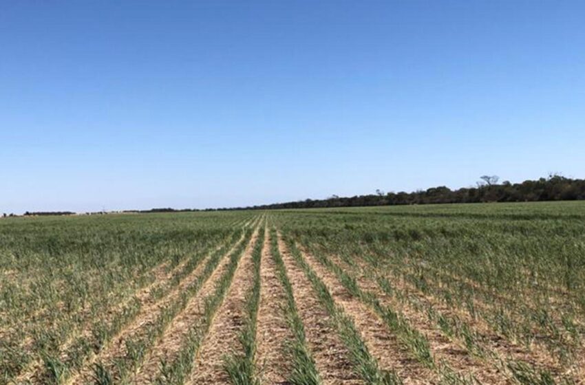  Preocupación en el campo por la falta de lluvias en Areco y la región