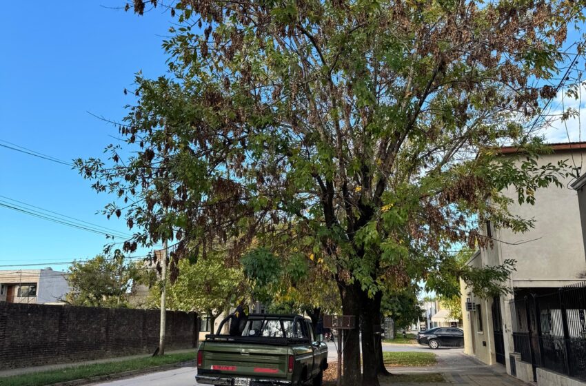  Se acerca la temporada de poda: datos de como hacerla correctamente