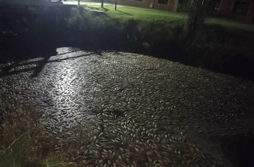  Mortandad de peces en el río Areco: preocupantes imágenes que llegan desde Carmen
