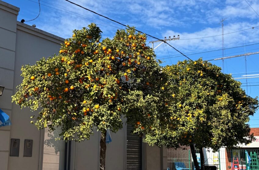  La historia de las plantas de Naranja y del antiguo Vivero Municipal