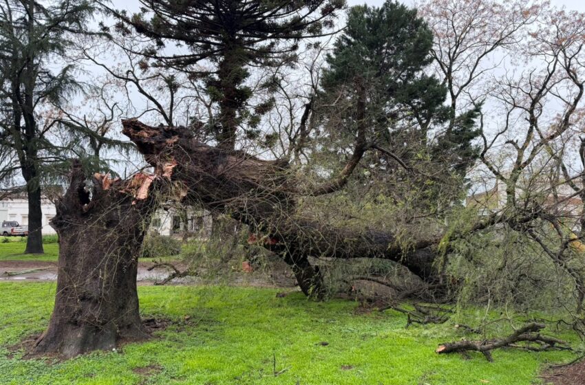  El temporal de fuertes vientos derribó un árbol centerario de Plaza Gómez