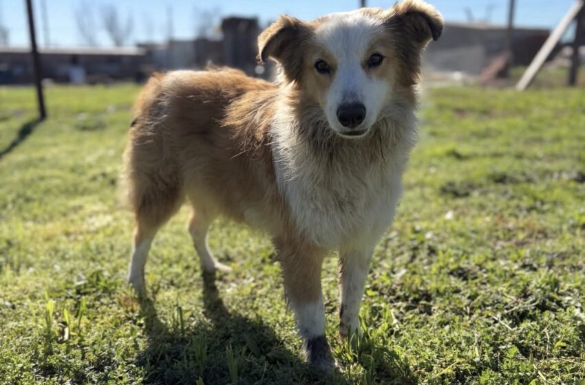  El hogar canino Corazones Vagabundos, en riesgo de cierre definitivo
